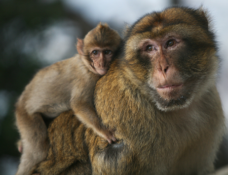 雄性巴巴里猕猴与其他雄性交往是一种压力应对机制