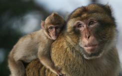 雄性巴巴里猕猴与其他雄性交往是一种压力应对机制