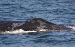 阿拉伯海独特的座头鲸种群严重濒临灭绝