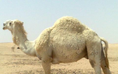骆驼DNA可以解决适应气候变化的关键问题