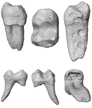 在阿布扎比出土的化石猴牙提供了对旧世界猴子进化的新见解
