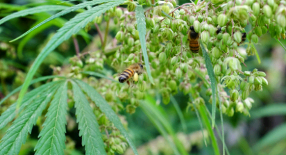 大麻田为强调的蜜蜂提供晚季花粉来源