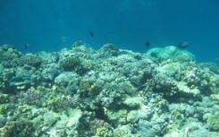 海洋褐藻可能抑制HIV感染