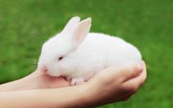 兔子驯服的遗传学