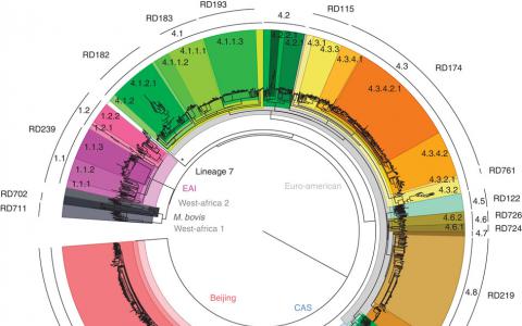 健壮的SNP条形码可对结核病复杂菌株进行基因分型
