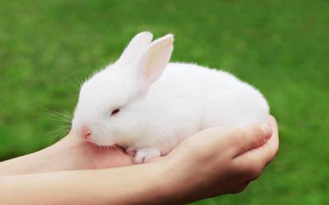 兔子驯服的遗传学