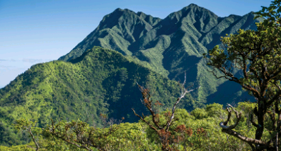 植物微生物如何养活世界并拯救濒危物种