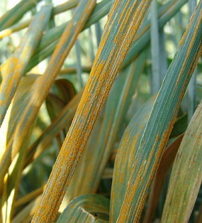 防治小麦条锈病对区域粮食安全至关重要