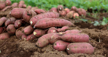 红薯可能早在人类之前到达波利尼西亚