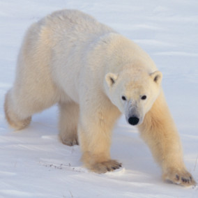 北极熊与棕熊的分歧比最初想象的要快
