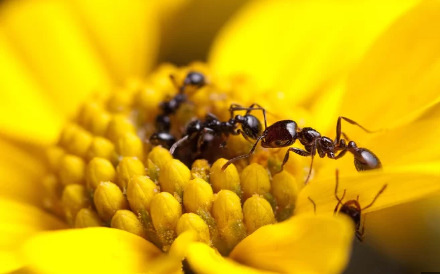 蚂蚁种类使用自制抗生素保持健康