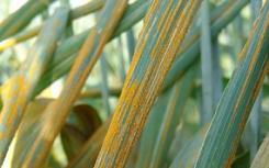 防治小麦条锈病对区域粮食安全至关重要