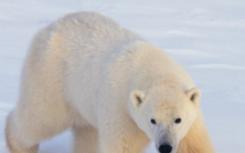 北极熊与棕熊的分歧比最初想象的要快