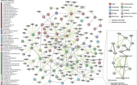 新陈代谢的遗传图谱