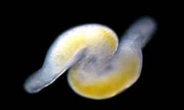 蠕虫色情对精子的进化产生了影响