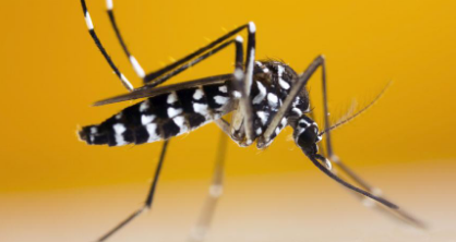 EPA可以在美国使用第一种活虫害控制蚊子