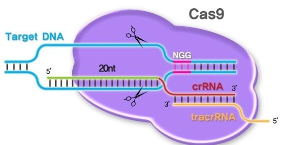 国际杂志Cell上的研究报告有望调整基因编辑工具CRISPR改善其工作效率