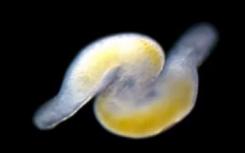 蠕虫色情对精子的进化产生了影响