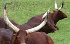 基因组数据显示非洲牛最初在中东被驯化