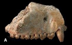 化石的发现揭示了非洲胎盘哺乳动物鲜为人知的起源