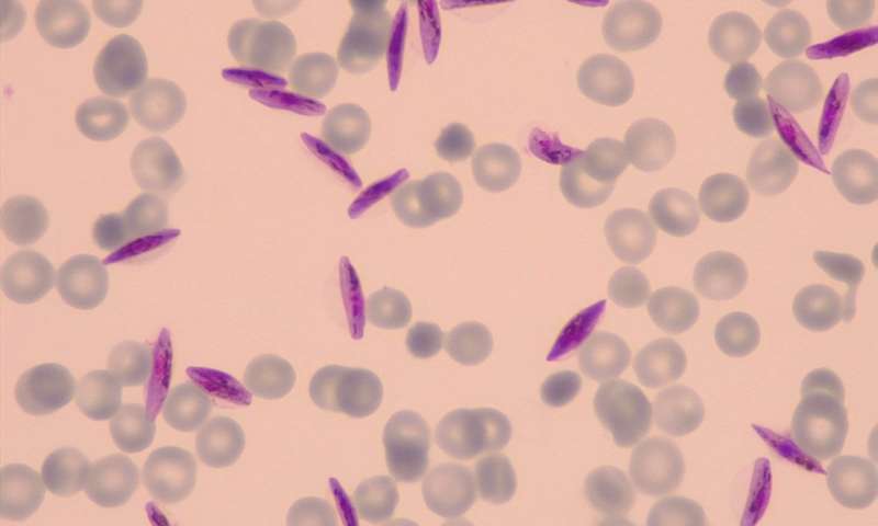 新的理解寄生虫生物学可能有助于阻止疟疾传播