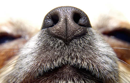 如果狗可以嗅到癌症 他们为什么不筛选人？