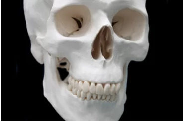 为什么牙齿不被认为是骨头