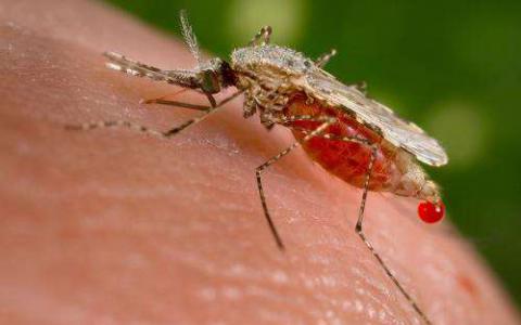 新的研究发现有助于解释为什么会加重铁疟疾感染