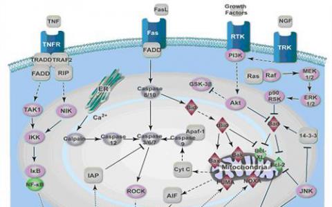 细胞信号通路涉及癌症形成