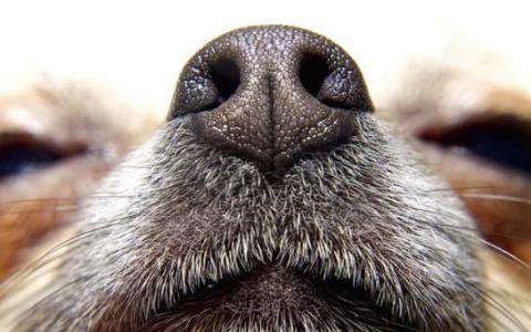 如果狗可以嗅到癌症 他们为什么不筛选人？