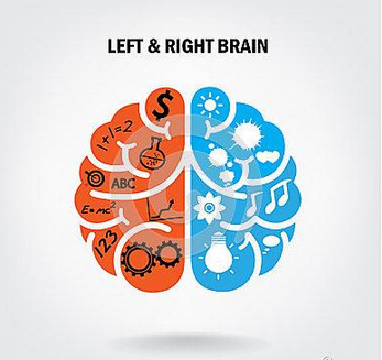 右脑和左脑之间有什么区别？