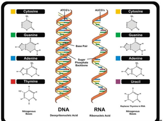 DNA的定义结构和发现