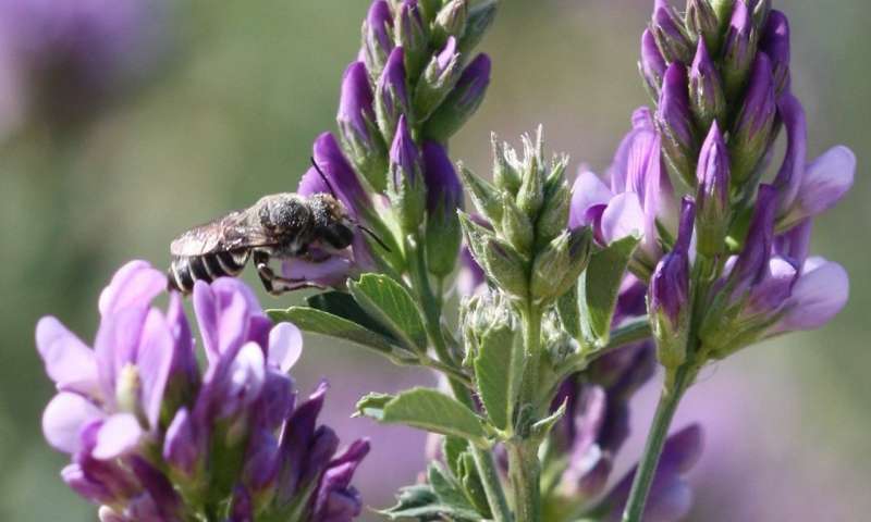 新发现的细菌可以帮助蜜蜂成长