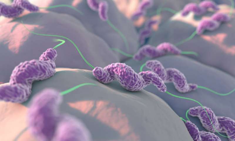 研究人员专注于细菌引起食物中毒的研究