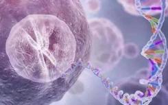 中国仓鼠细胞系的基因组图谱