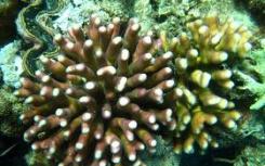 研究表明珊瑚组织内的有用细菌可以作为珊瑚礁健康的指标