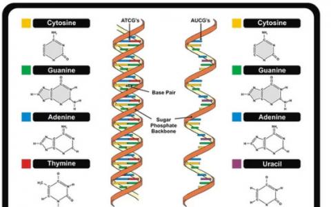 DNA的定义结构和发现