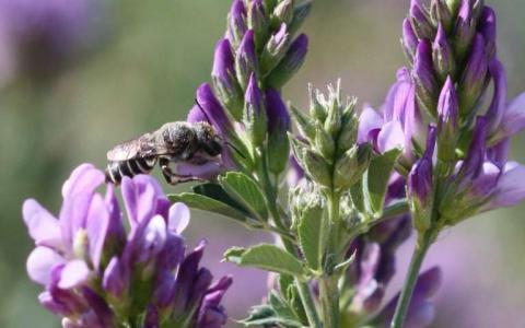 新发现的细菌可以帮助蜜蜂成长