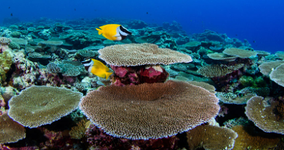 浅礁物种可能无法在深水栖息地中找到避难所