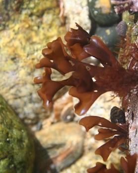 红色海藻基因组揭示了植物和藻类的进化