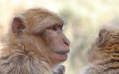 猕猴测试抗HBV药物和疫苗的新动物模型