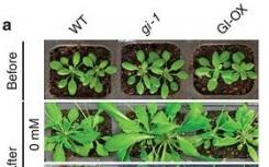 植物的开花基因与耐盐性有关