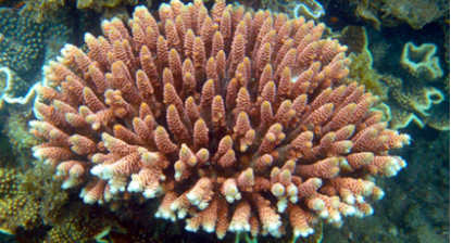 热浪正在燃烧珊瑚礁但有些珊瑚可能具有弹性