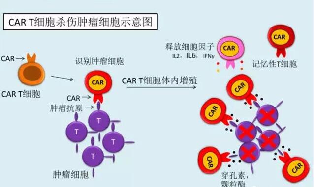 南京传奇更新LCAR-B38M疗法最新的安全性与有效性数据