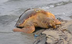 许多濒临灭绝的海龟在埃及丧生