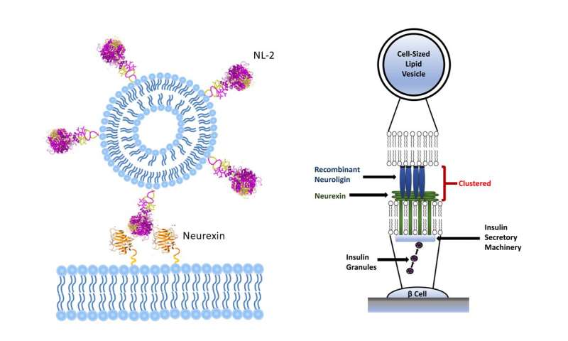 研究人员开发生产cell-sized脂质囊泡和信息突触疗法