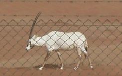阿拉伯羚羊基因组序列草案