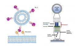 研究人员开发生产cell-sized脂质囊泡和信息突触疗法