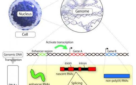 研究人员成功发现单个细胞总RNA序列