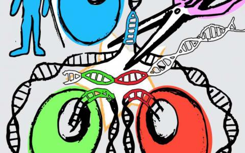 双胞胎基因编辑方法产生完美的多能干细胞